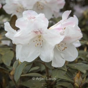 Rhododendron Adenogynum Is A Rhododendron Species Native To