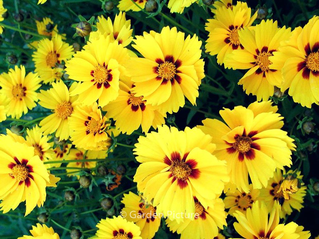 Sterntaler Coreopsis