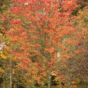 Sorbus commixta