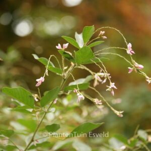 Lespedeza davidii