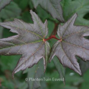 Acer circinatum 'Burgundy Jewel'