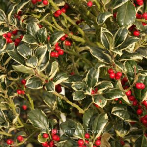 Ilex aquifolium 'Silver van Tol'