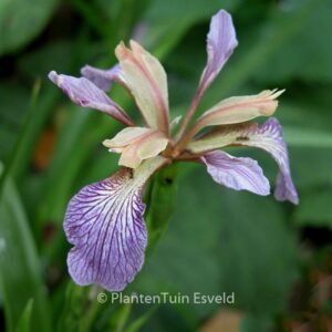 Iris foetidissima