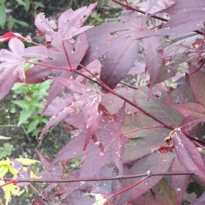 Acer palmatum 'Big Red'