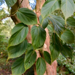 Acer stachyophyllum ssp. betulifolium