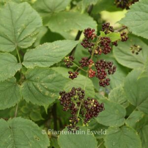 Aralia racemosa