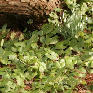 Asarum caudatum