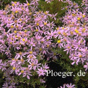 Aster sedifolius 'Nanus'