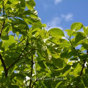 Ehretia dicksonii