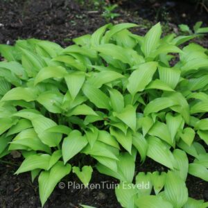 Hosta lancifolia