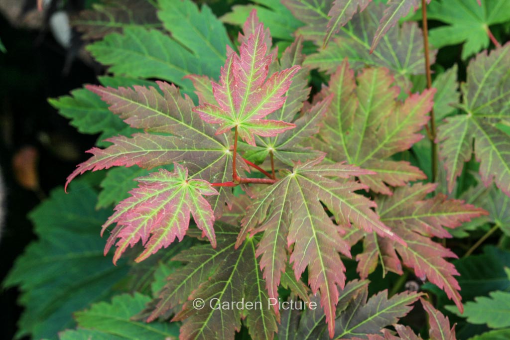 Acer japonicum 'Emmett's Pumpkin' - Image 2