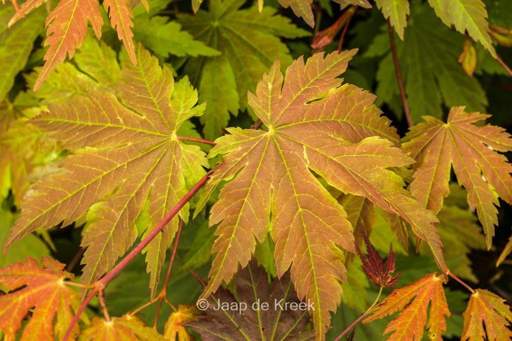 Acer japonicum 'Emmett's Pumpkin' - Image 3
