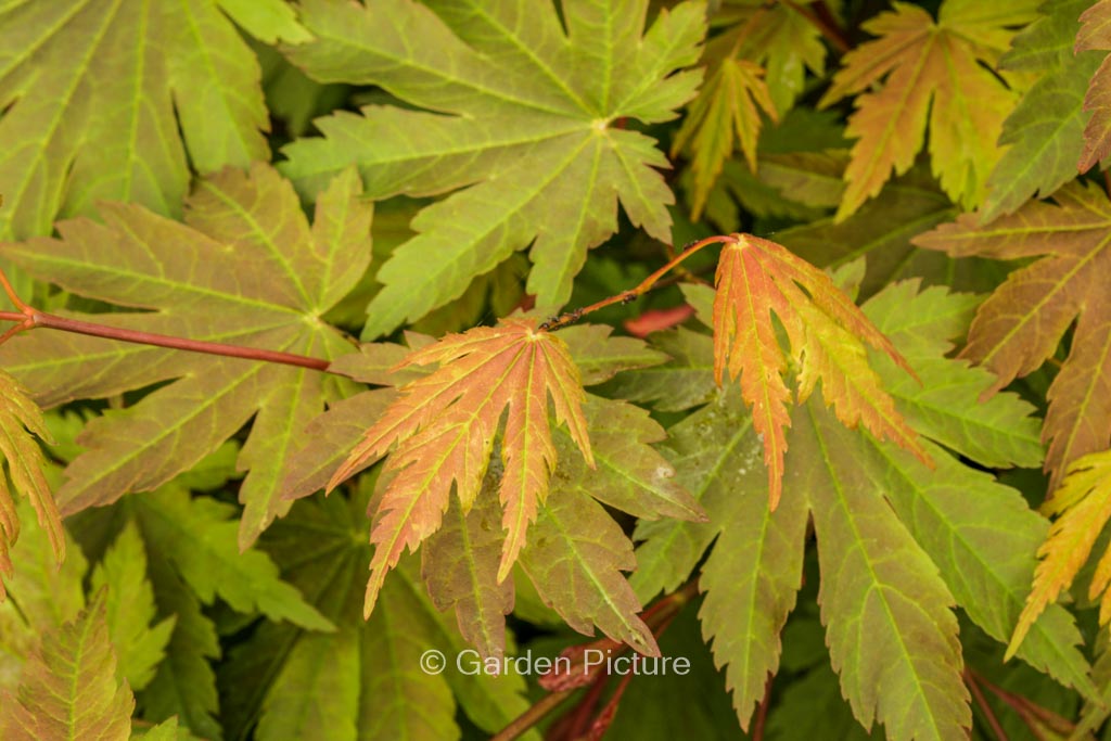 Acer japonicum 'Emmett's Pumpkin' - Image 4