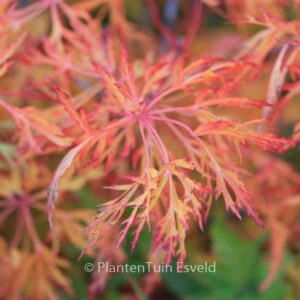 Acer japonicum 'Fairy Light'