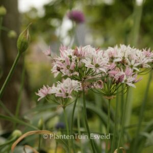 Allium 'Cameleon'