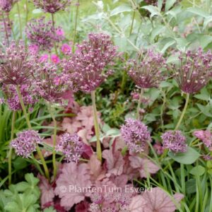 Allium 'Miami'