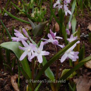 Chionodoxa 'Pink Giant'