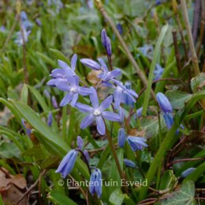 Chionodoxa sardensis
