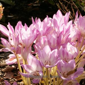 Colchicum byzantinum