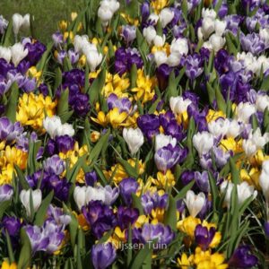 Crocus vernus -gemengd-