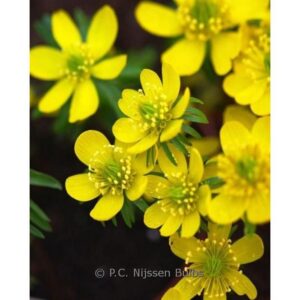 Eranthis cilicica