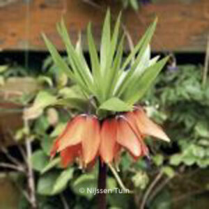 Fritillaria imperialis 'Garland Star'