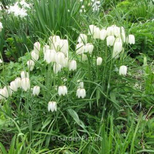 Fritillaria meleagris 'Alba'