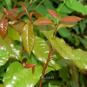 Huodendron biaristatum