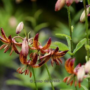 Lilium 'Arabian Night'