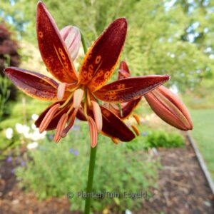 Lilium martagon 'Fairy Morning'