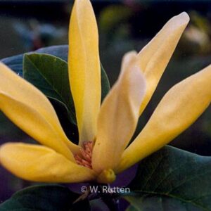 Magnolia 'Sunburst'