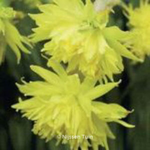 Narcissus 'Rip van Winkle'