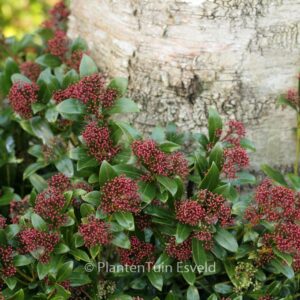 Skimmia japonica 'Rubinetta'