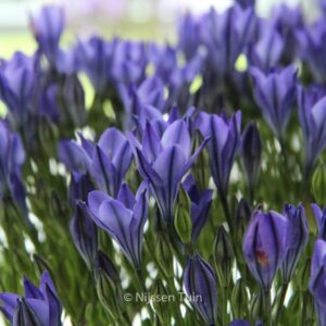 Triteleia 'Blues'