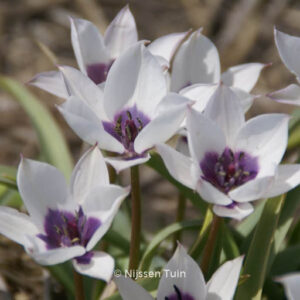 Tulipa humilis 'Alba Caerulea Oculata'