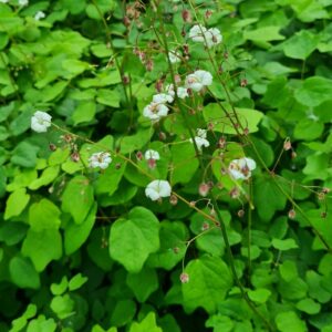 Vancouveria hexandra