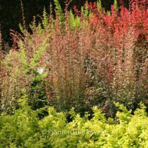 Berberis thunbergii