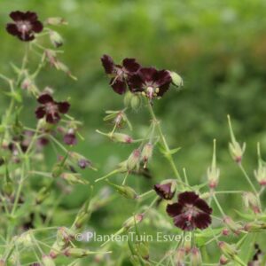 Geranium phaeum