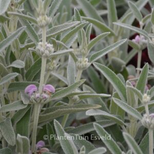 Phlomis italica