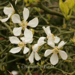 Poncirus trifoliata