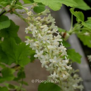 Ribes sanguineum 'White Icicle'