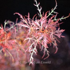 Acer palmatum 'Baby Lace'