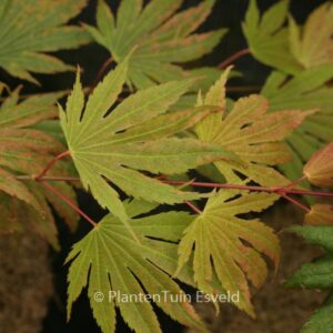 Acer palmatum 'Green Elf'