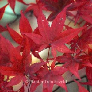 Acer palmatum 'Nure-sagi'