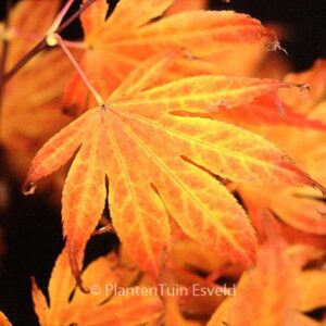 Acer palmatum 'Shikage-ori-nishiki'