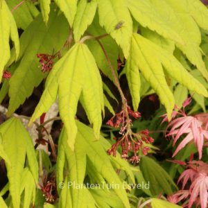 Acer pseudosieboldianum