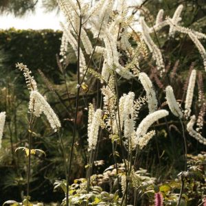 Actaea simplex 'Prichard's Giant'