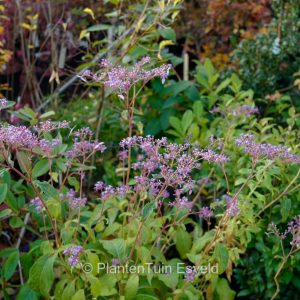 Cardiandra formosana