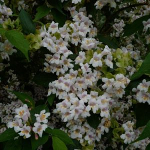 Dipelta floribunda
