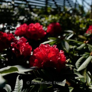 Rhododendron 'Mount Everest'